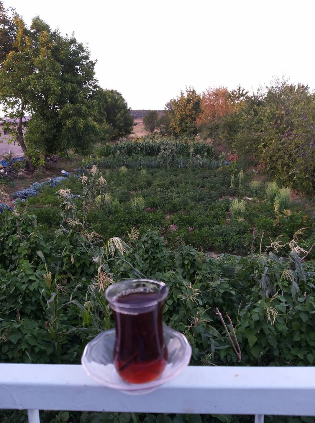 Gediz Yaylaköy Köyü Resimleri 4