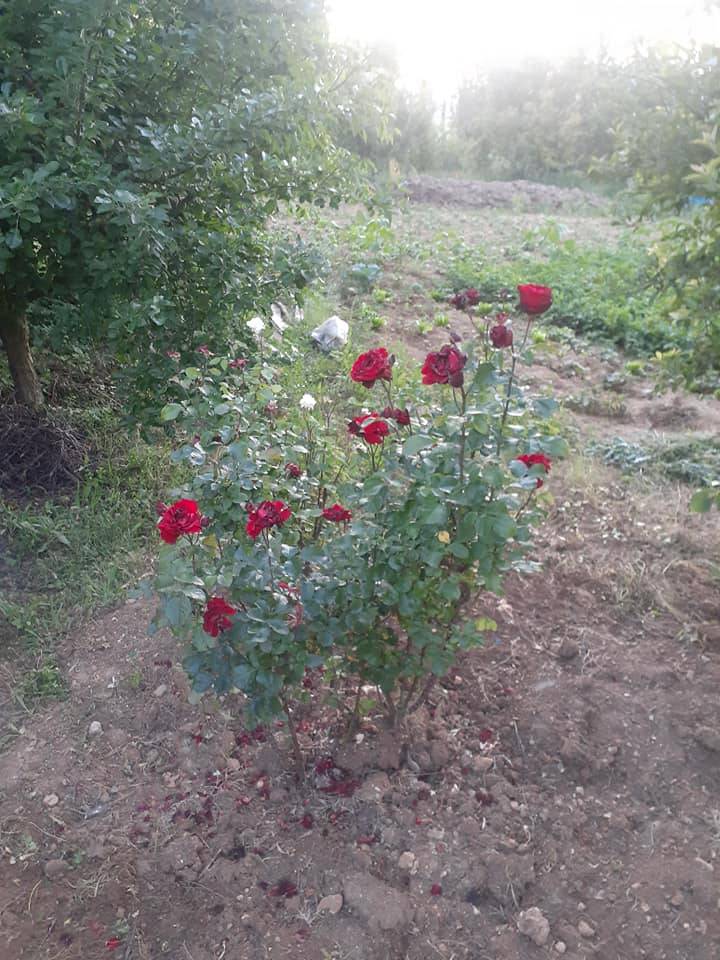 Gediz Yenigüney Köyü Resimleri 2