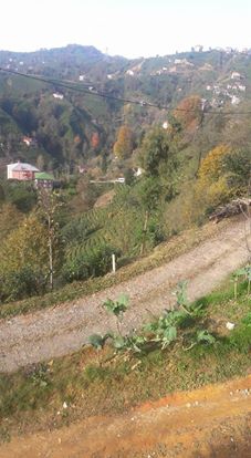 Güneysu Yenicami Köyü Resimleri 3