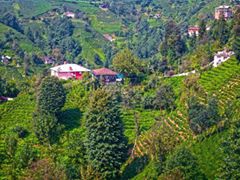 Güneysu Yenicami Köyü Resimleri 4