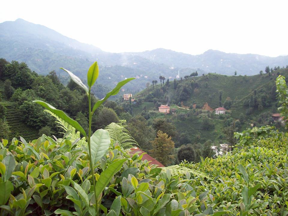 Güneysu Yenicami Köyü Resimleri 7