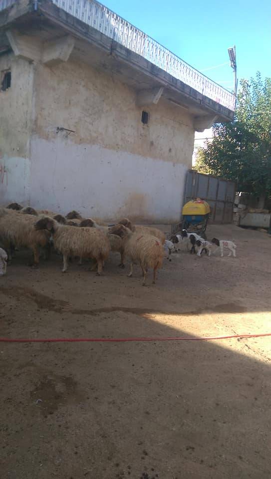 Oğuzeli Ambarcık Köyü Resimleri 1