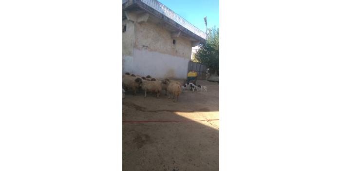 Oğuzeli Ambarcık Köyü Resimleri