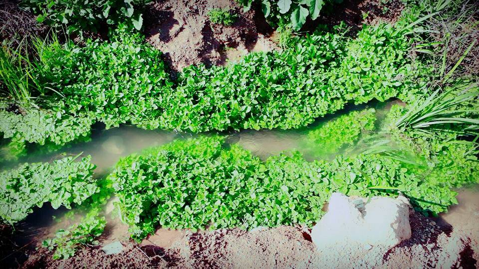 Oğuzeli Çatalsu Köyü Resimleri 1