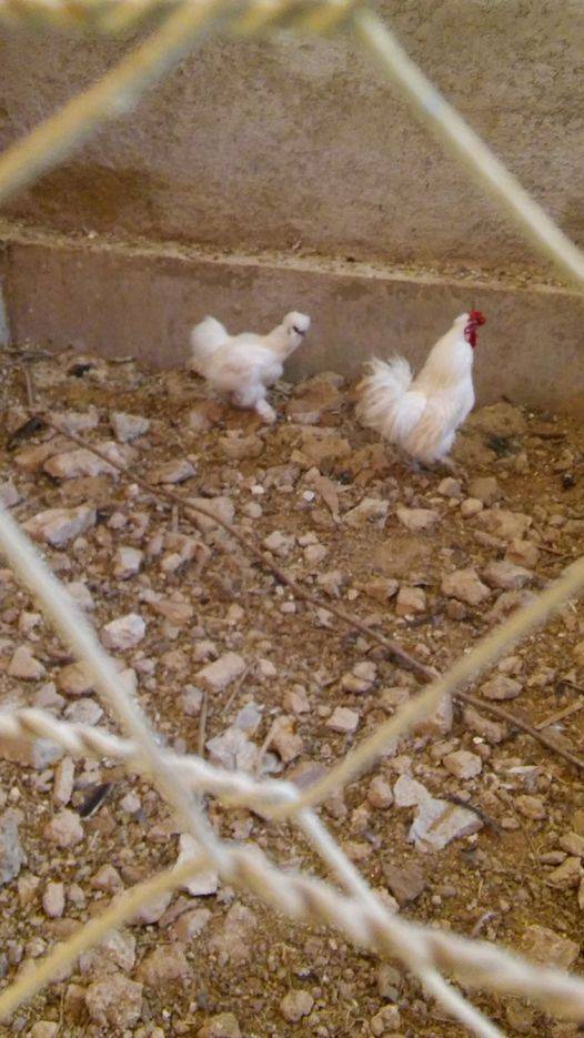 Oğuzeli Çatalsu Köyü Resimleri 2