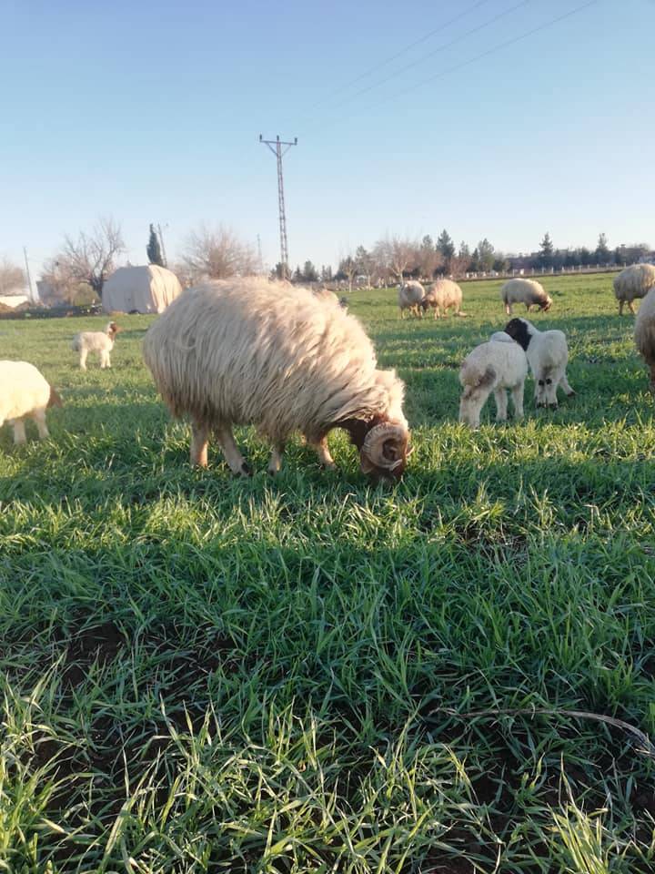 Oğuzeli Çatalsu Köyü Resimleri 5