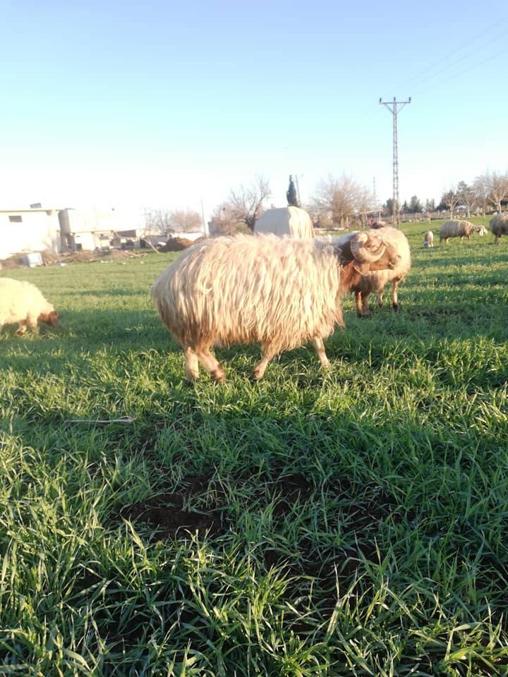 Oğuzeli Çatalsu Köyü Resimleri 6