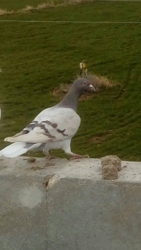Oğuzeli Çatalsu Köyü Resimleri 7
