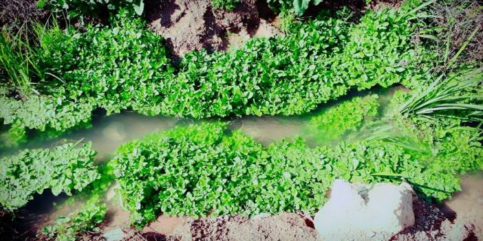 Oğuzeli Çatalsu Köyü Resimleri