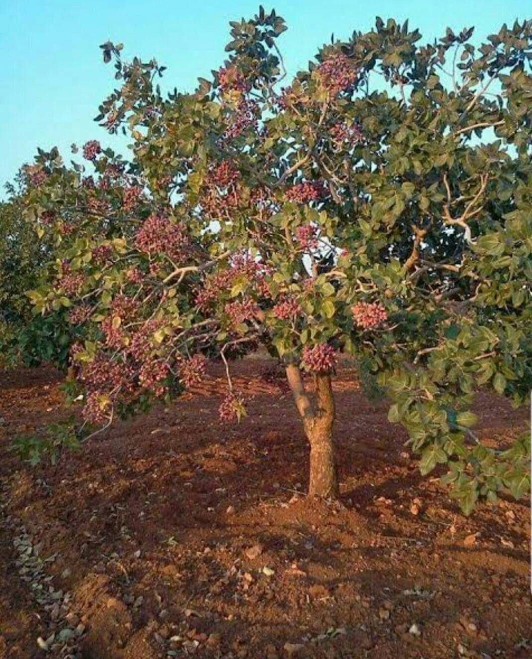 Oğuzeli Dibecik Köyü Resimleri 3