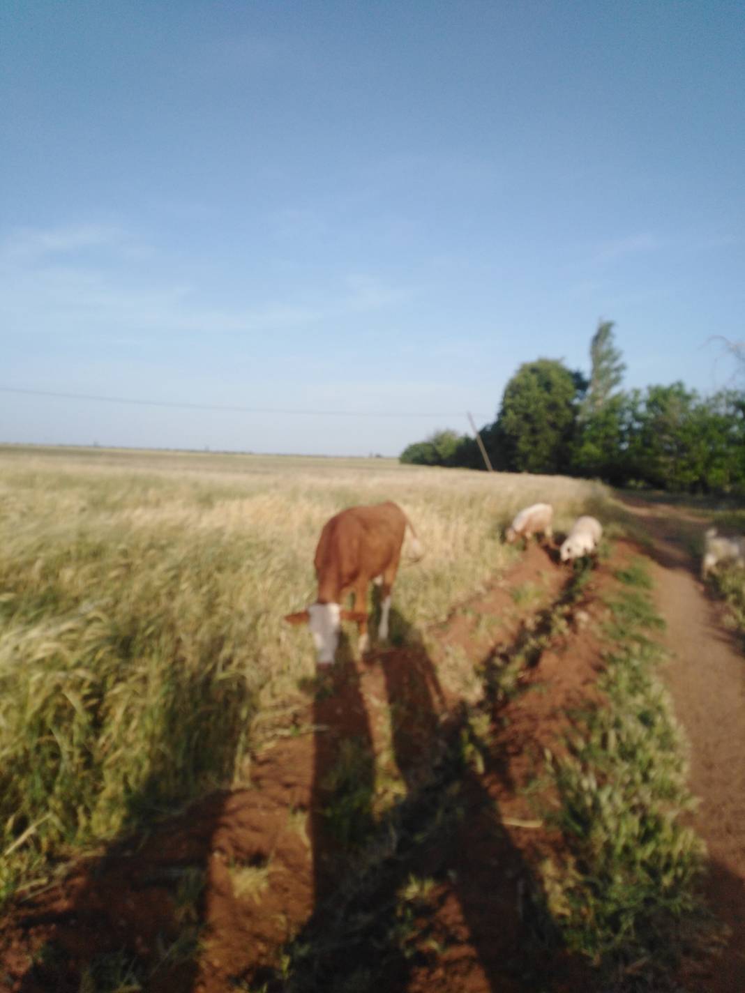 Oğuzeli Doğanpınar Köyü Resimleri 7
