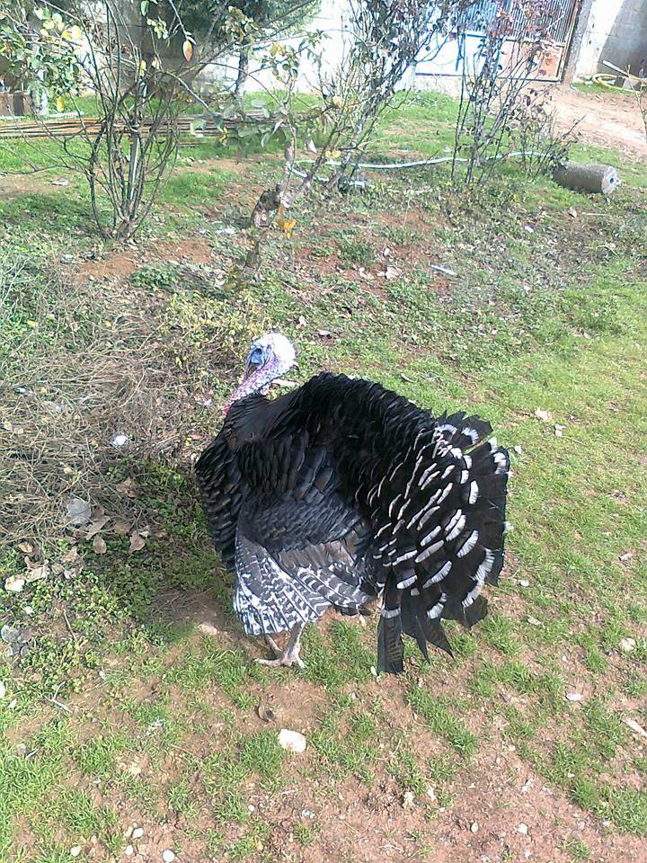 Oğuzeli Dokuzyol Köyü Resimleri 15