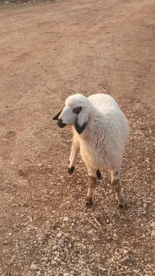 Oğuzeli Dokuzyol Köyü Resimleri 5