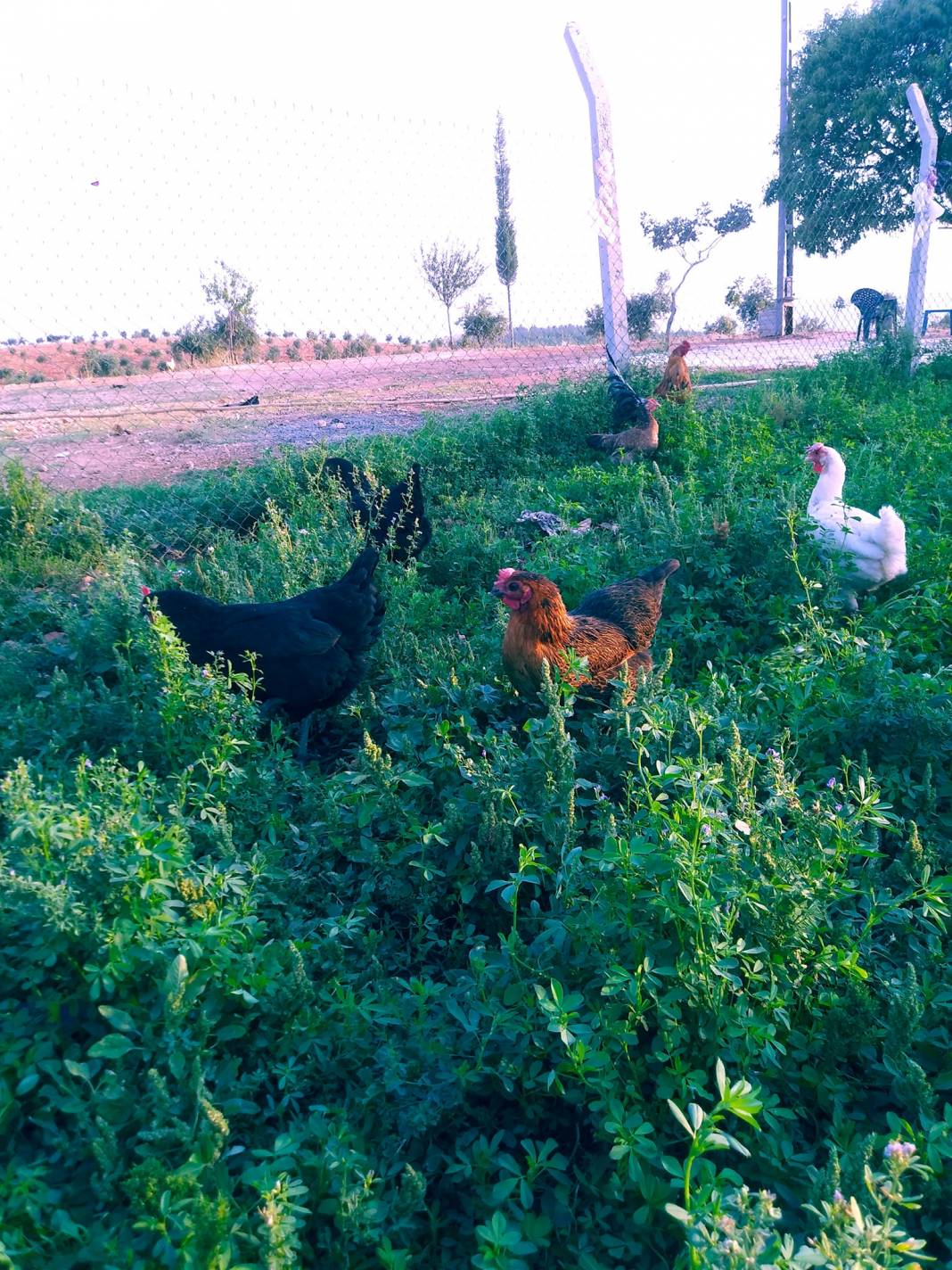 Oğuzeli Gedik Köyü Resimleri 1