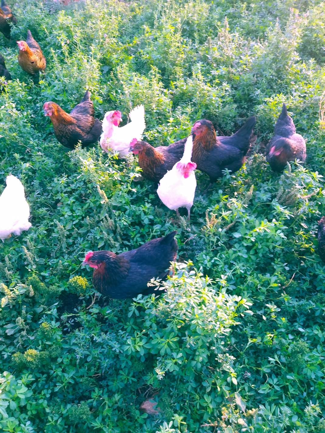 Oğuzeli Gedik Köyü Resimleri 2