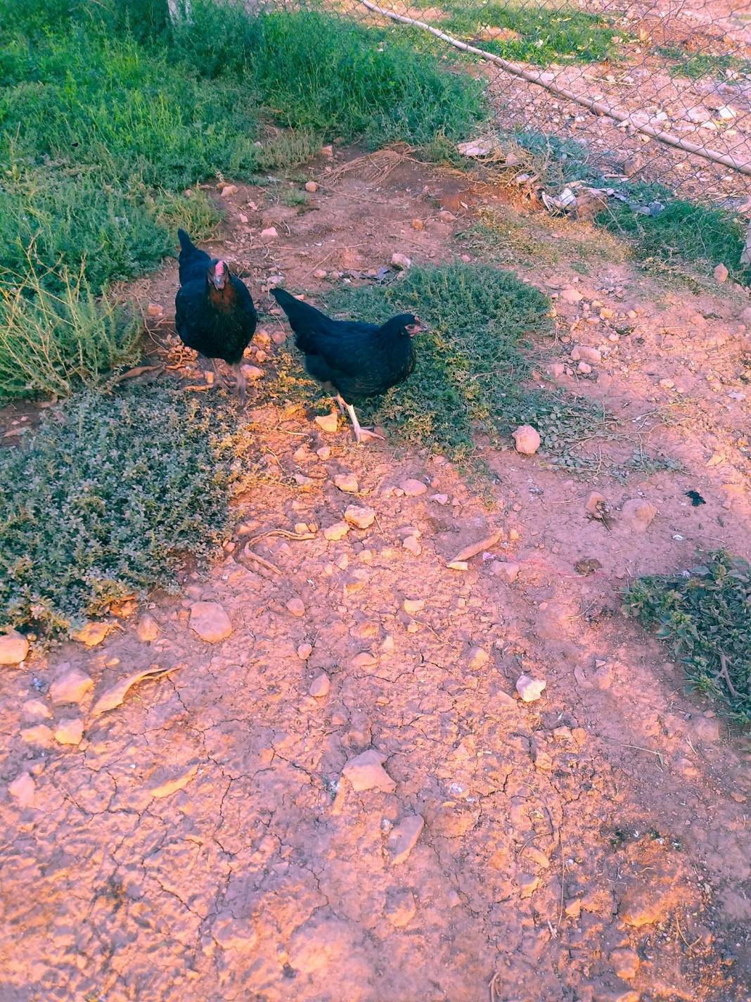 Oğuzeli Gedik Köyü Resimleri 3