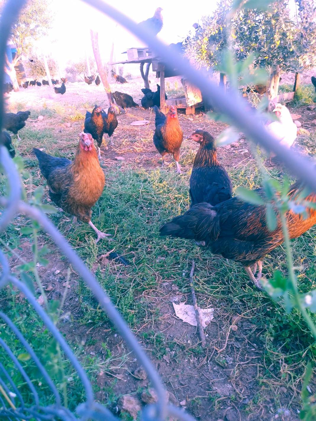 Oğuzeli Gedik Köyü Resimleri 4