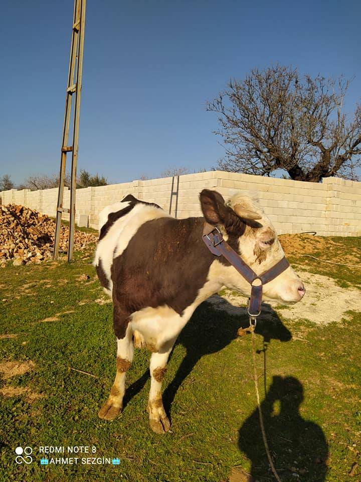 Oğuzeli Hacar Köyü Resimleri 6
