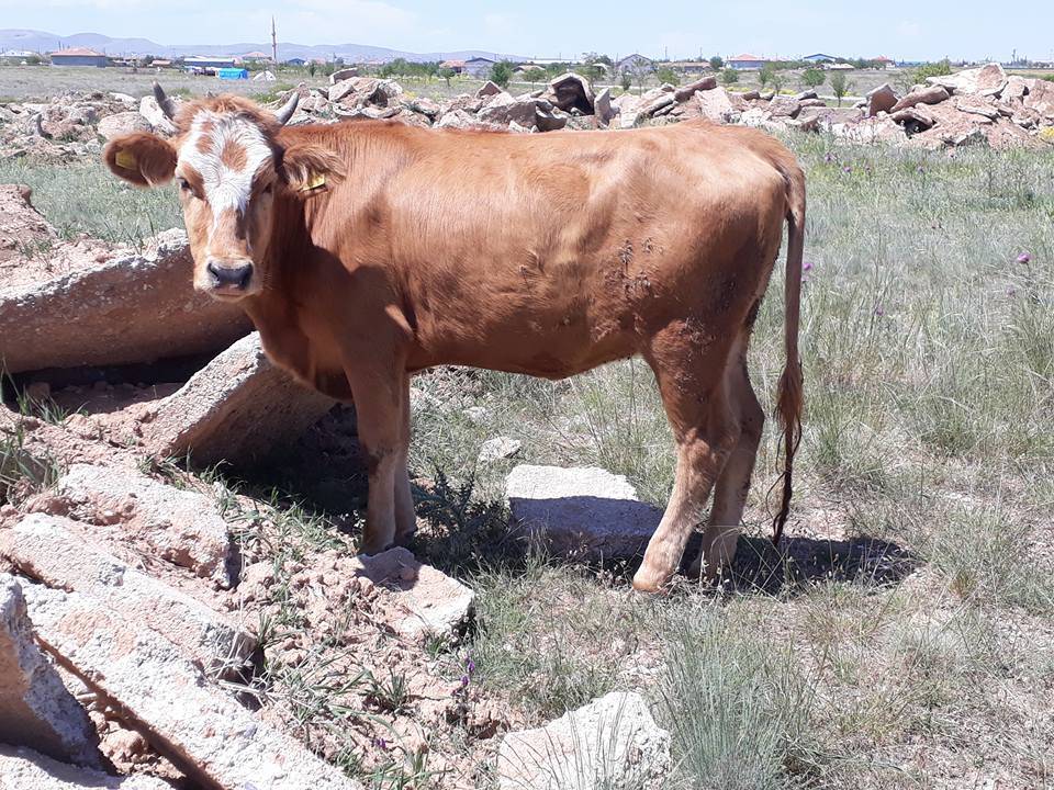 Oğuzeli Karaman Köyü Resimleri 3