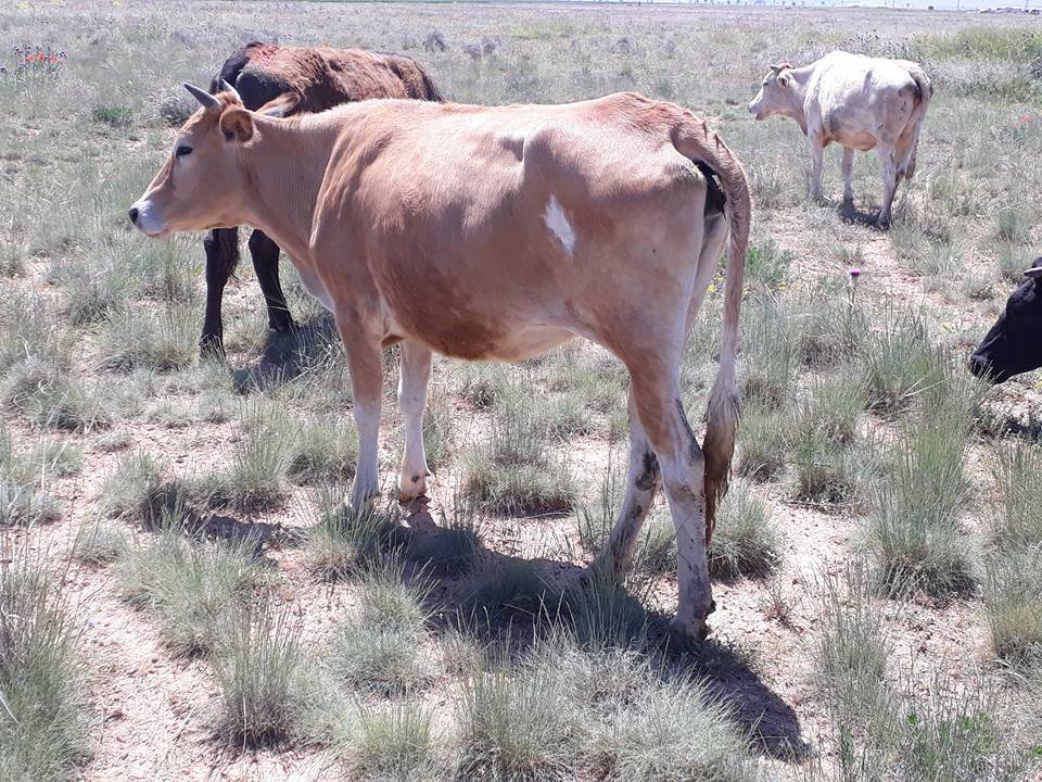 Oğuzeli Karaman Köyü Resimleri 4