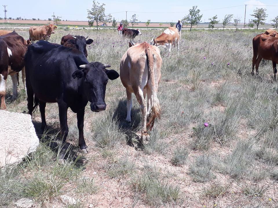 Oğuzeli Karaman Köyü Resimleri 6