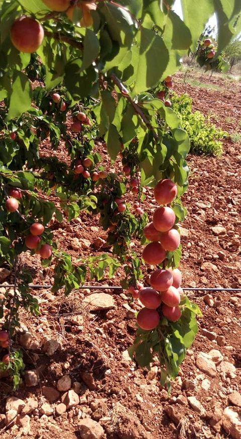 Oğuzeli Kavunluk Köyü Resimleri 7