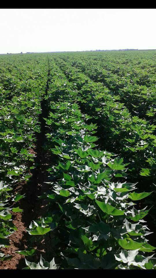 Harran Arın  Köyü Resimleri 11