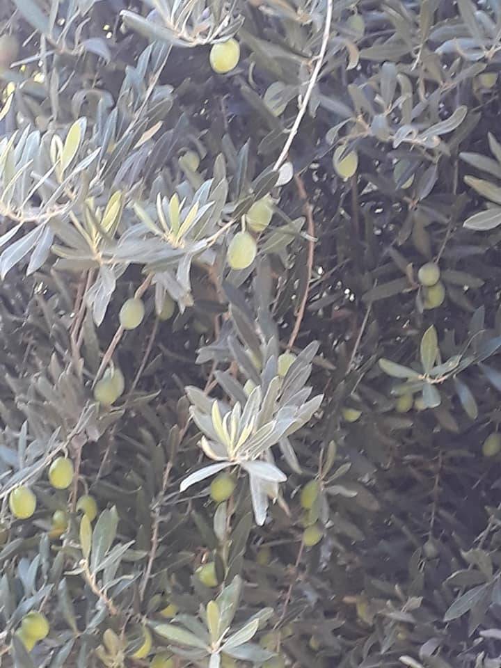 Harran Arın  Köyü Resimleri 6