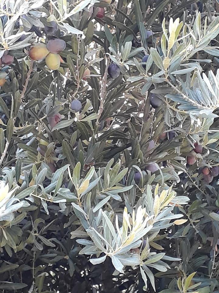 Harran Arın  Köyü Resimleri 9