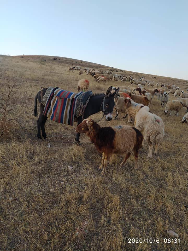 Oğuzeli Keçikuyusu Köyü Resimleri 4
