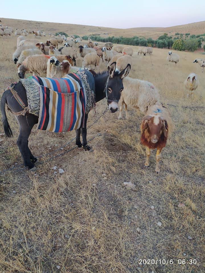 Oğuzeli Keçikuyusu Köyü Resimleri 5