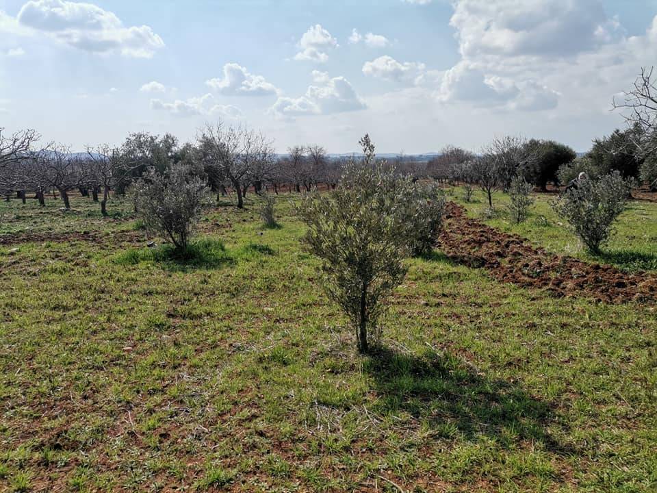 Oğuzeli Kurtuluş Köyü Resimleri 1