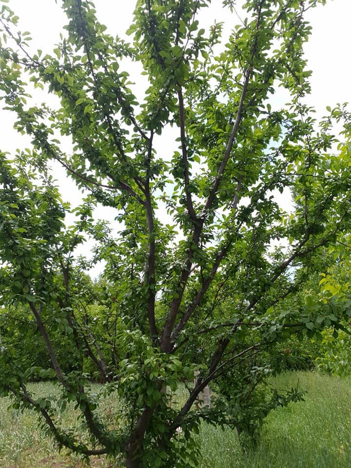 Oğuzeli Sazgın Köyü Resimleri 2