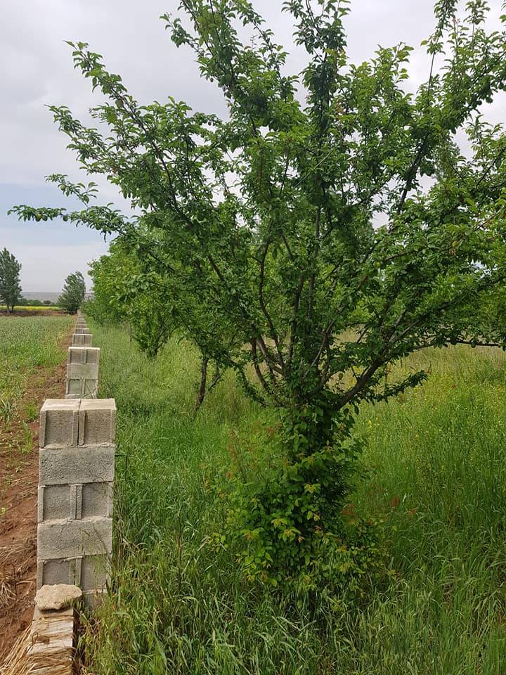 Oğuzeli Sazgın Köyü Resimleri 3