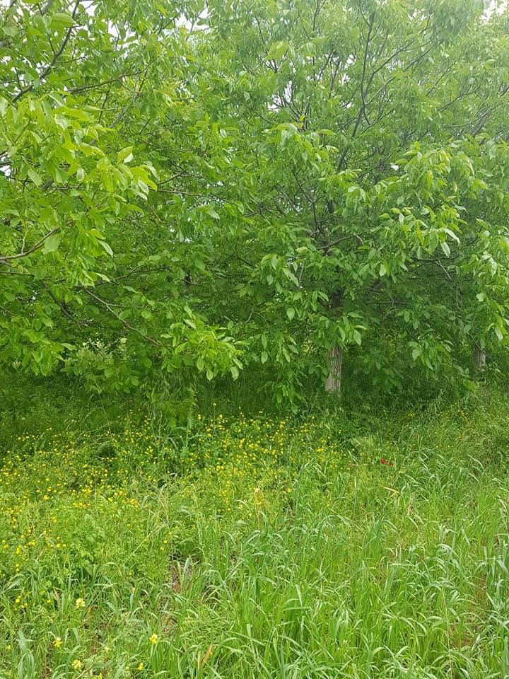 Oğuzeli Sazgın Köyü Resimleri 6