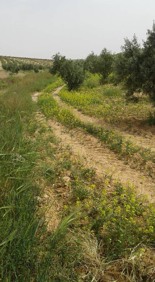 Oğuzeli Sergili Köyü Resimleri 2