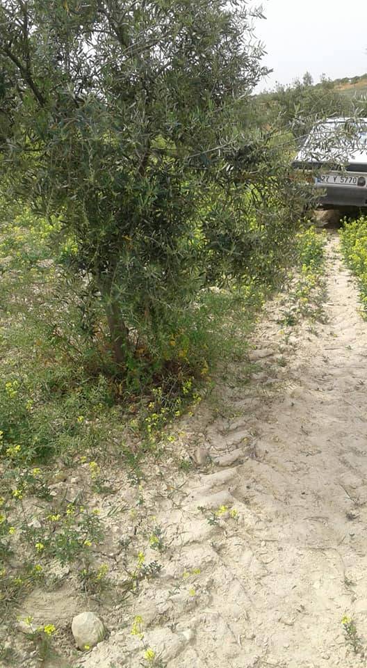 Oğuzeli Sergili Köyü Resimleri 3