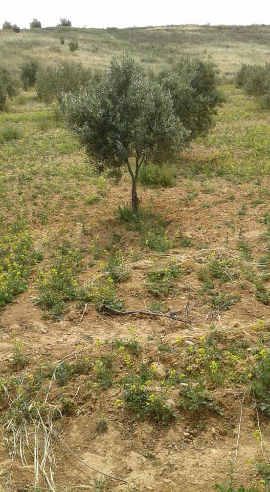 Oğuzeli Sergili Köyü Resimleri 5