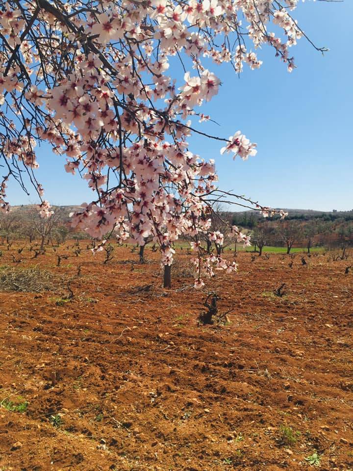 Oğuzeli Subaşı Köyü Resimleri 10