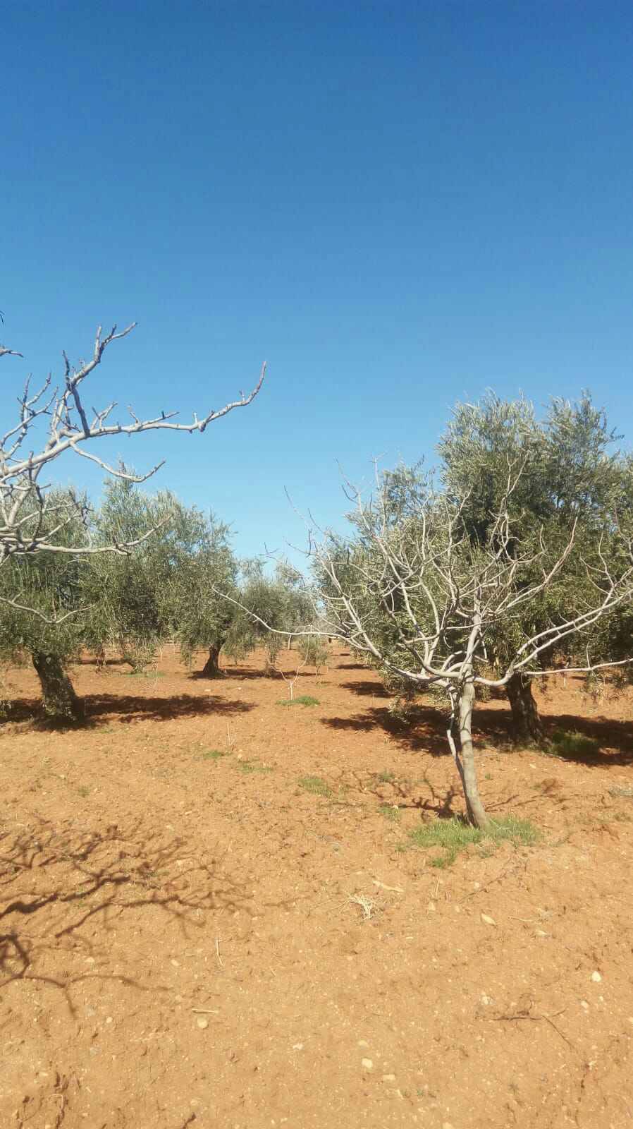 Oğuzeli Subaşı Köyü Resimleri 4