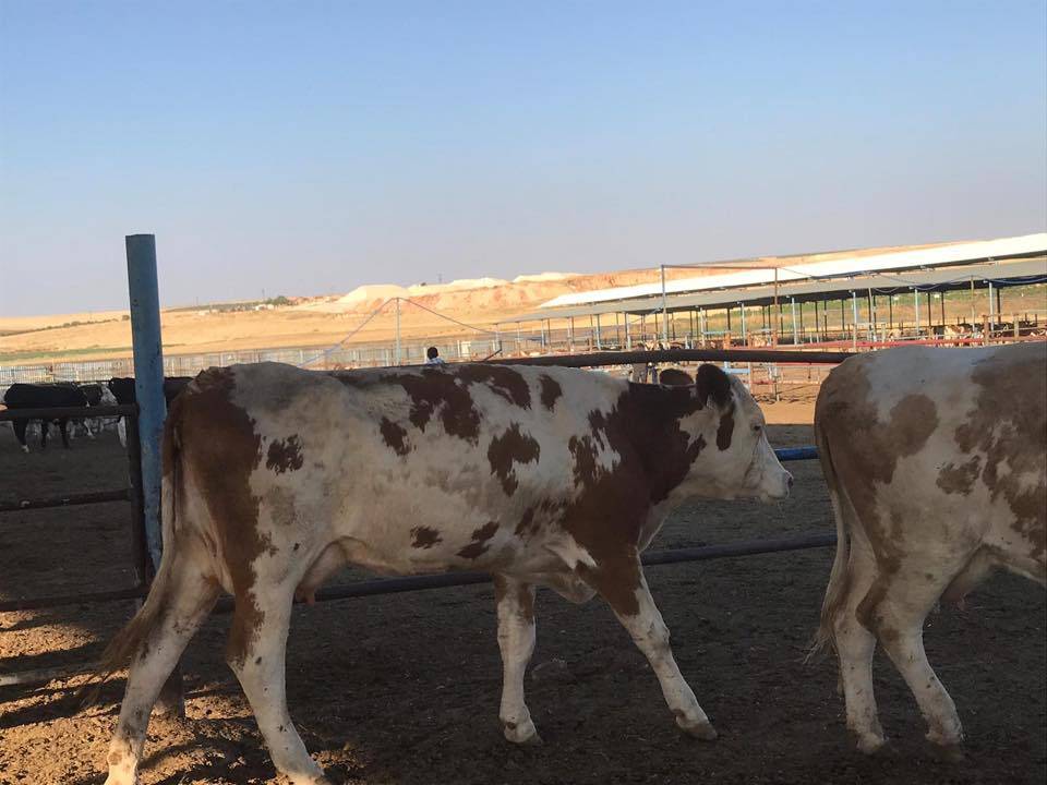 Oğuzeli Sütlüce Köyü Resimleri 3