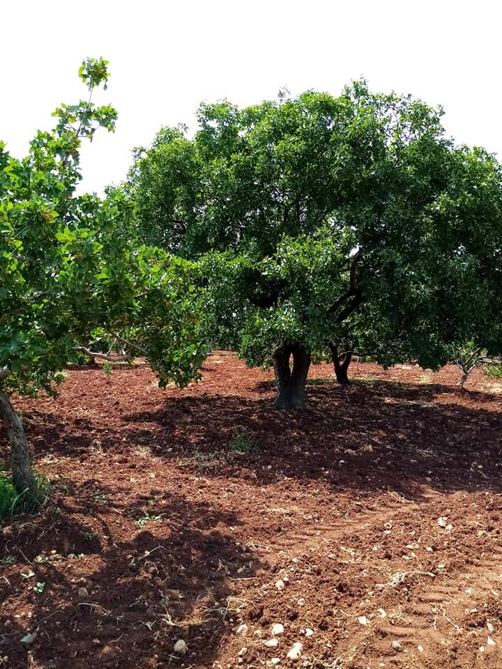 Oğuzeli Sütlüce Köyü Resimleri 5