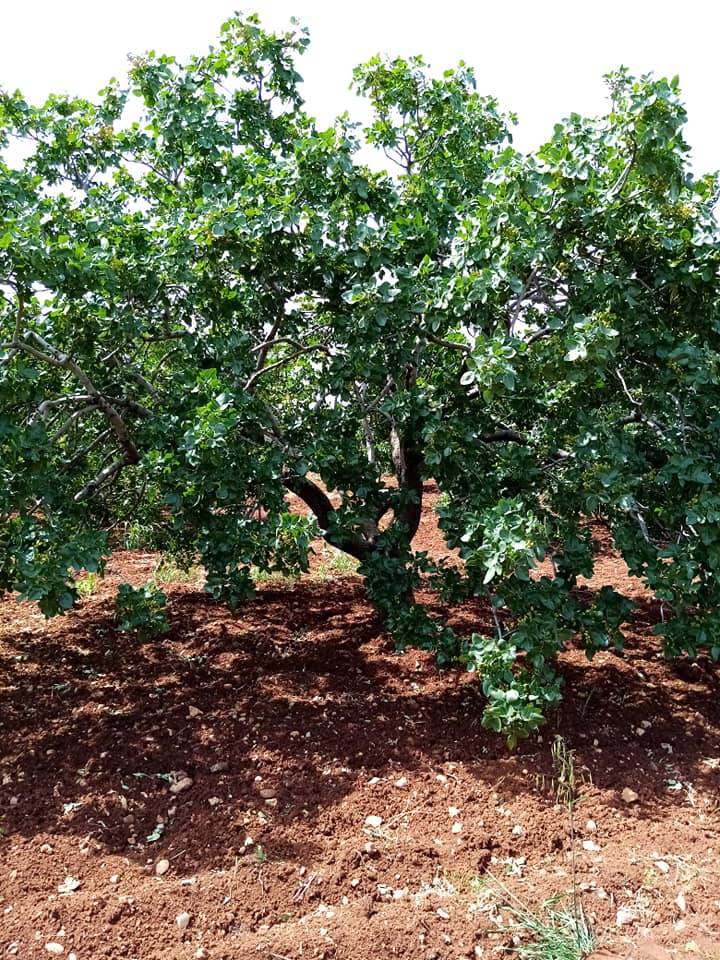 Oğuzeli Sütlüce Köyü Resimleri 6