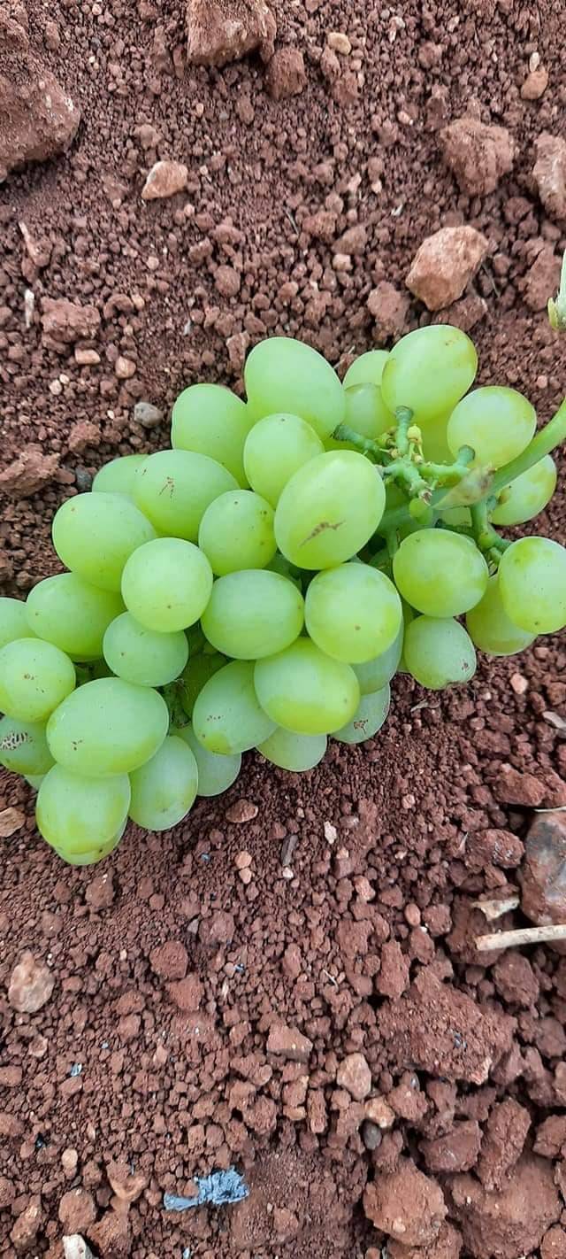 Oğuzeli Uğurova Köyü Resimleri 4