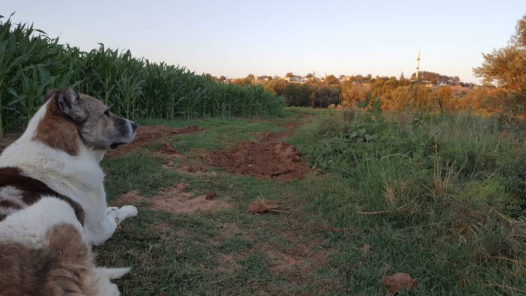 Oğuzeli Ulaşlı Köyü Resimleri 3