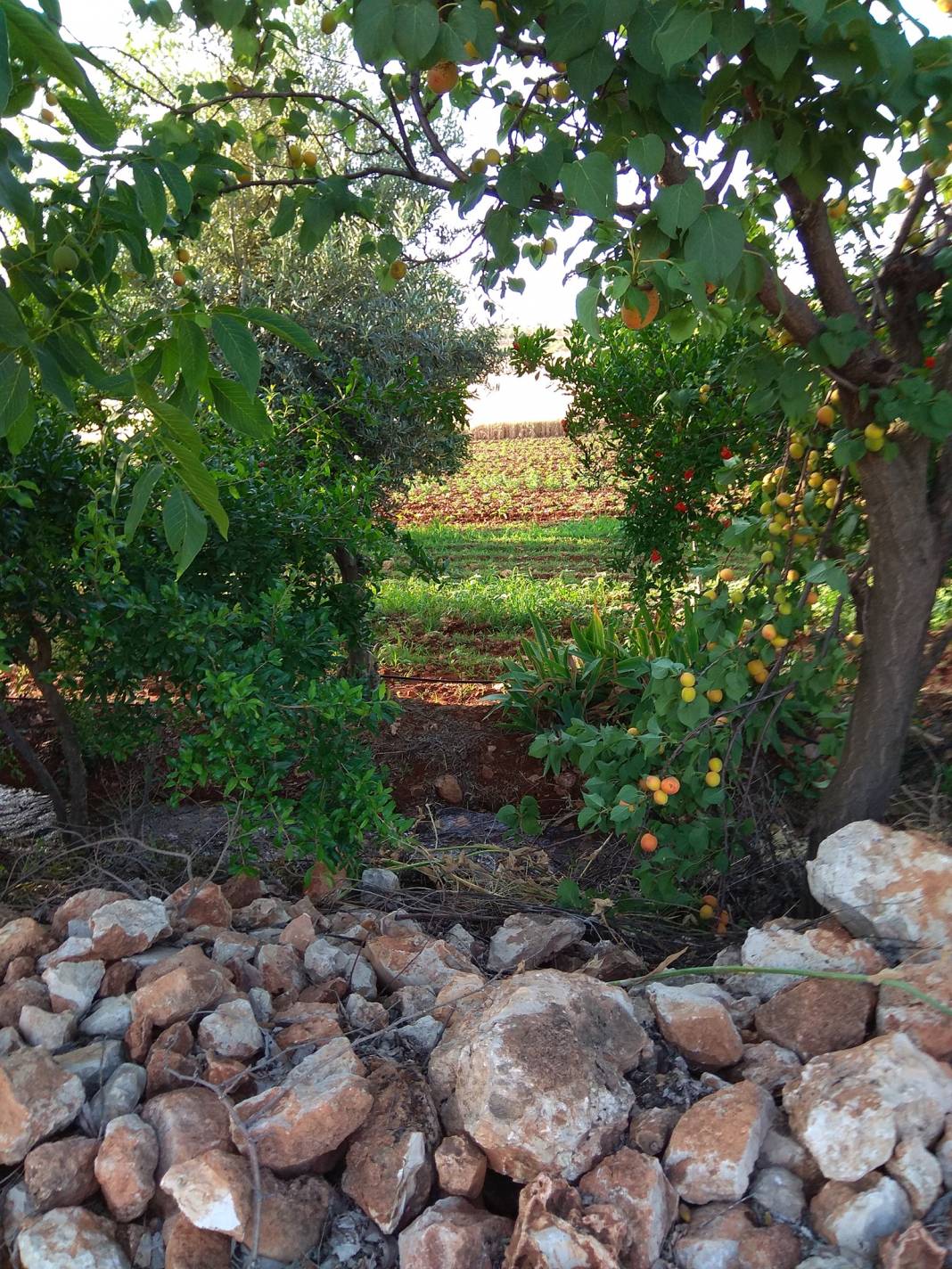 Oğuzeli Yakacık Köyü Resimleri 14