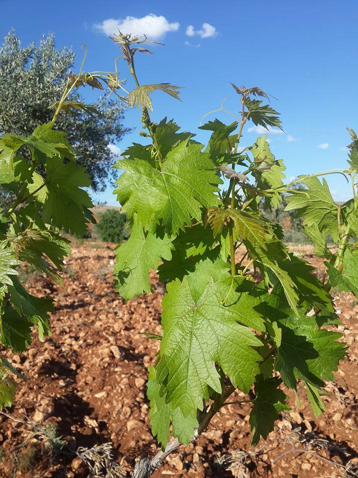 Oğuzeli Yakacık Köyü Resimleri 19