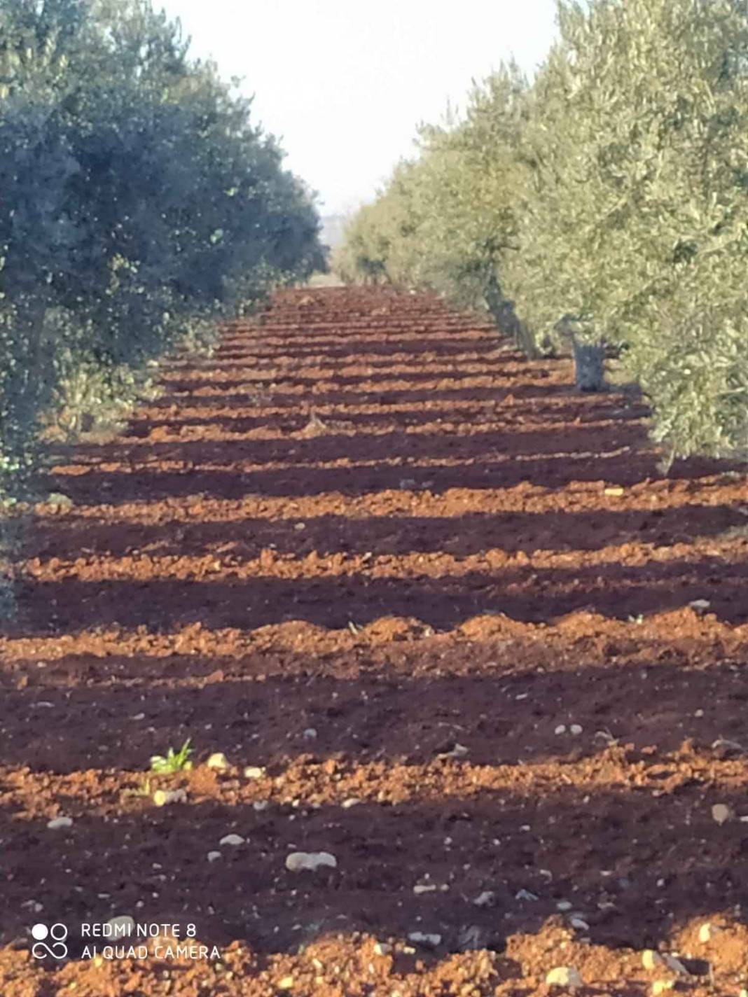 Oğuzeli Yukarıgüneyse Köyü Resimleri 5