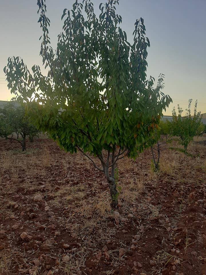 Şehitkamil Akçagöze Köyü Resimleri 4