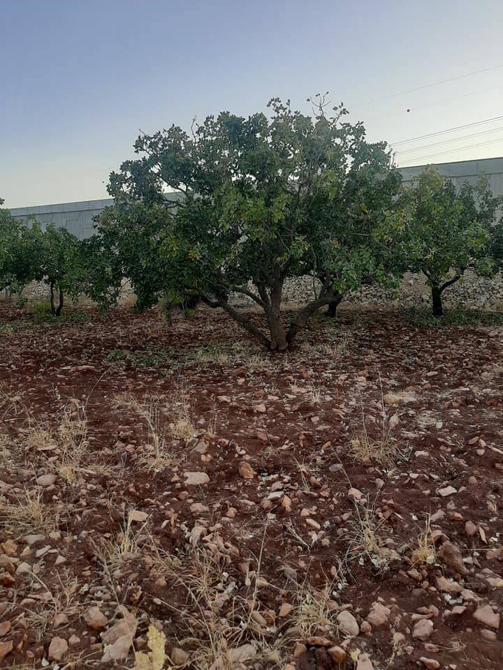 Şehitkamil Akçagöze Köyü Resimleri 5